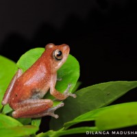 Pseudophilautus auratus Manamendra-Arachchi & Pethiyagoda, 2005